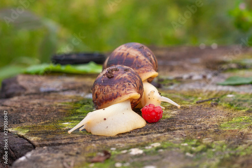 Grape snail Achatin. The Japanese eat snails. Snails crawling over a stump in the forest. Raspberry and and animal with armor. Restaurant food. photo