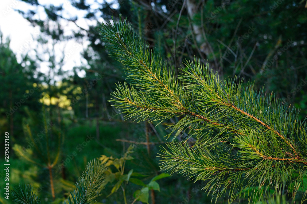 Closeup photo of green needle pine tree on the right side of picture. Small pine cones at the end of branches. Blurred pine needles in background. Sun rays and tree leaves. Shallow DOF