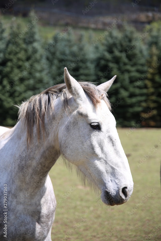 Mirada caballo blanco 