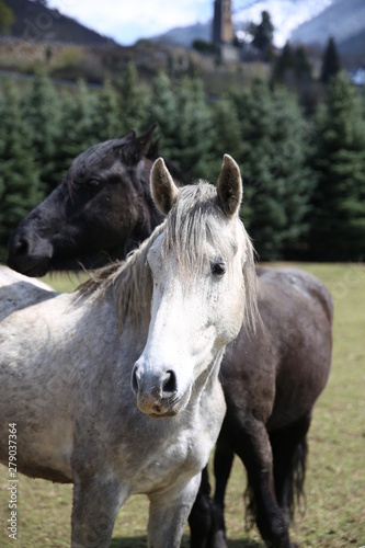 Fototapeta Naklejka Na Ścianę i Meble -  Mirada caballo blanco y caballo negro 
