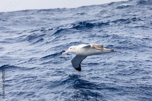 Valokuva Wandering Albatross gliding at low altitude above ocean water surface, largest w