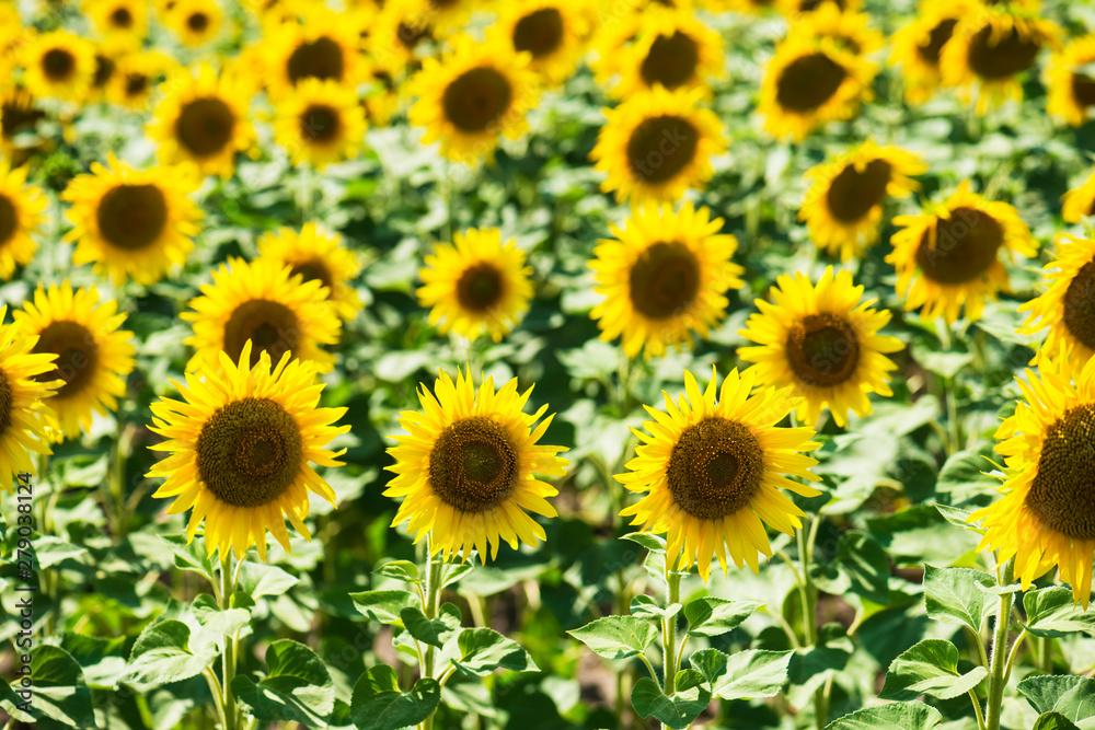 Sunflower blooming. Natural background. Rural landscape. Sunflower blooming. Natural background. Rural landscape.