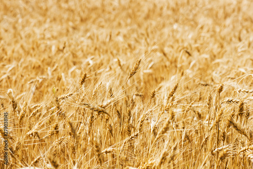  Wheat field closeup. Harvest and food concept.