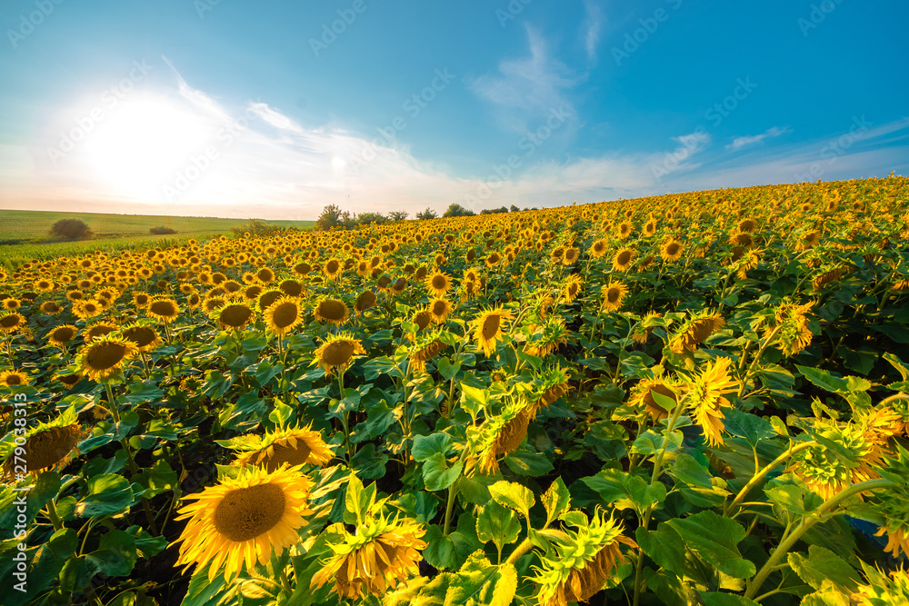 Obraz premium Sunflower field with cloudy blue sky.