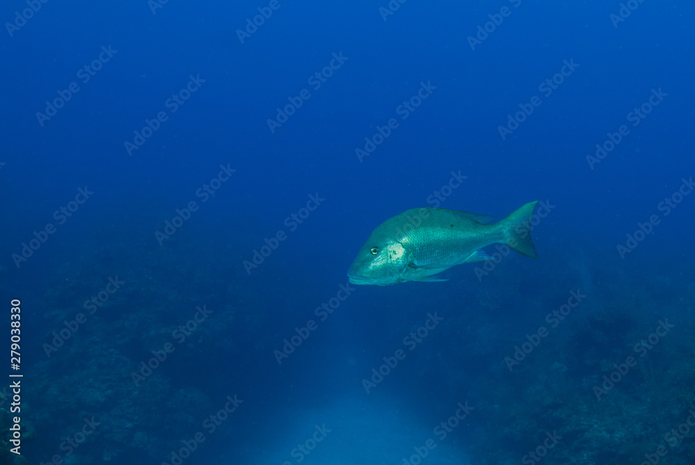 A lone mutton snapper swimming through the deep blue tropical water around Grand Cayman A lone mutton snapper swimming through the deep blue tropical water around Grand Cayman