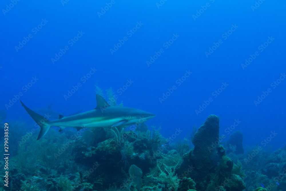 custom made wallpaper toronto digitalThis apex predator is a reef shark shot in the wild in its natural habitat. The impressive creature lives in the warm tropical waters of the Cayman Islands.
