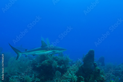 This apex predator is a reef shark shot in the wild in its natural habitat. The impressive creature lives in the warm tropical waters of the Cayman Islands. 