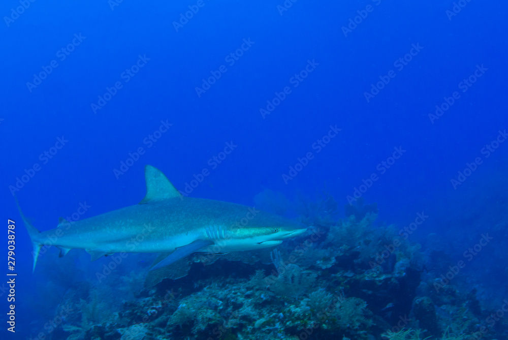 This apex predator is a reef shark shot in the wild in its natural habitat. The impressive creature lives in the warm tropical waters of the Cayman Islands. This apex predator is a reef shark shot in the wild in its natural habitat. The impressive creature lives in the warm tropical waters of the Cayman Islands.