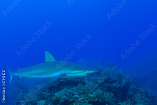 This apex predator is a reef shark shot in the wild in its natural habitat. The impressive creature lives in the warm tropical waters of the Cayman Islands. 