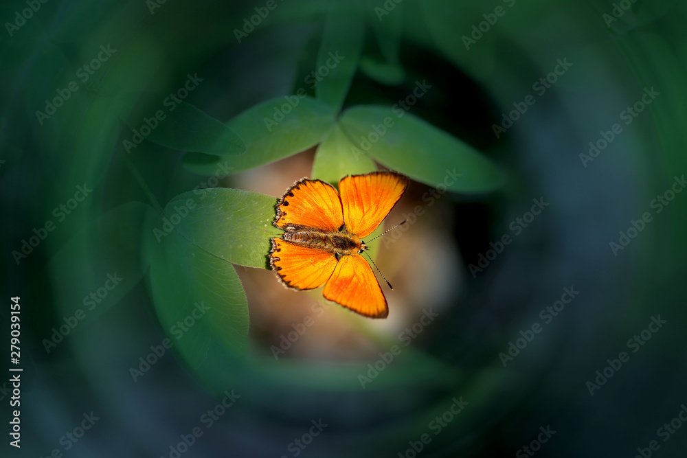Beautiful orange butterfly photographed close-up green sheet