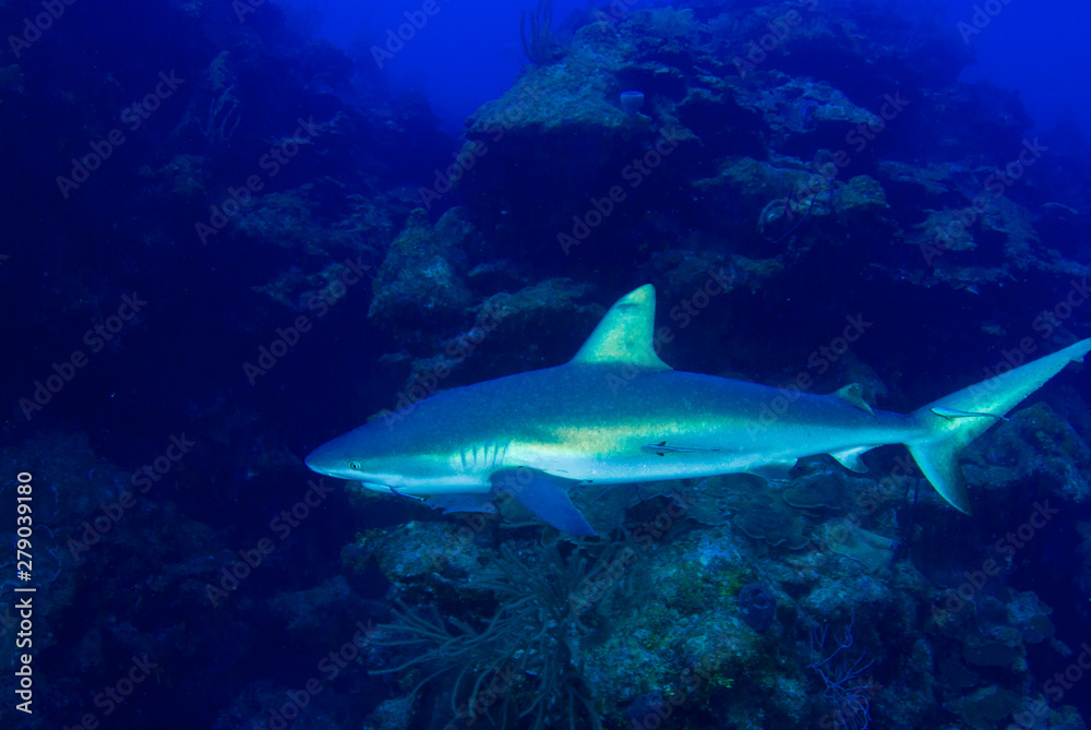 Fototapeta premium This apex predator is a reef shark shot in the wild in its natural habitat. The impressive creature lives in the warm tropical waters of the Cayman Islands. 