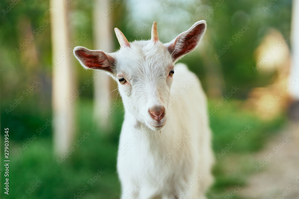 white goat on the meadow