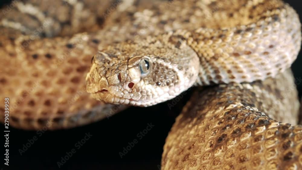 rattle snake rattle snake
