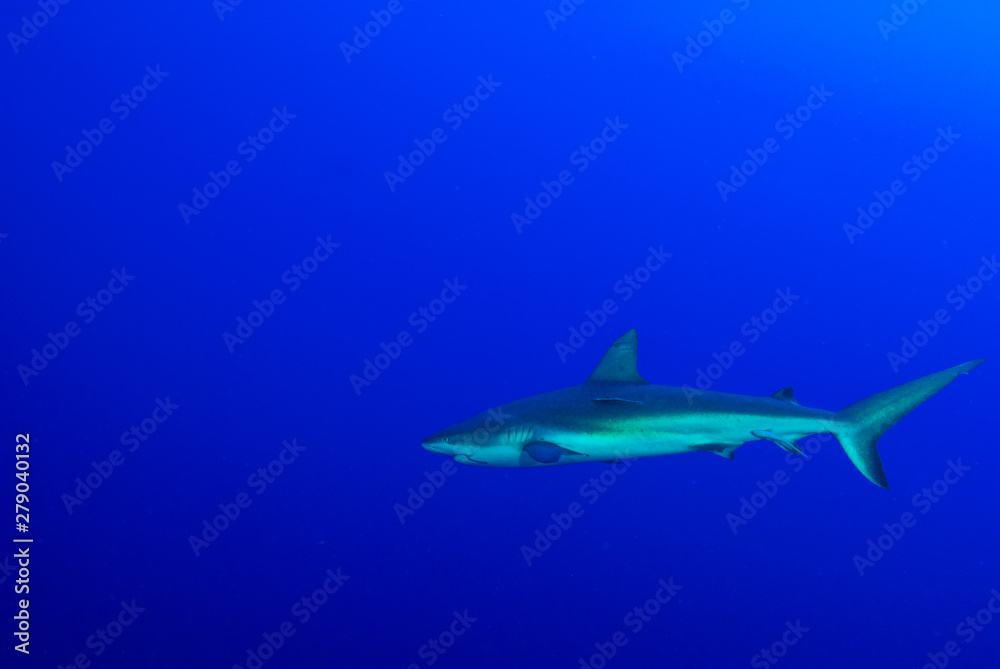 This apex predator is a reef shark shot in the wild in its natural habitat. The impressive creature lives in the warm tropical waters of the Cayman Islands. This apex predator is a reef shark shot in the wild in its natural habitat. The impressive creature lives in the warm tropical waters of the Cayman Islands.