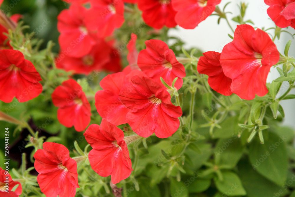 Flowerbed with coral petunia flowers. Background for greeting card.