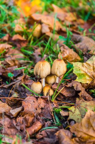 Cluster of mica cap mushrooms among dry yellow leaves and green grass in an autumn scene