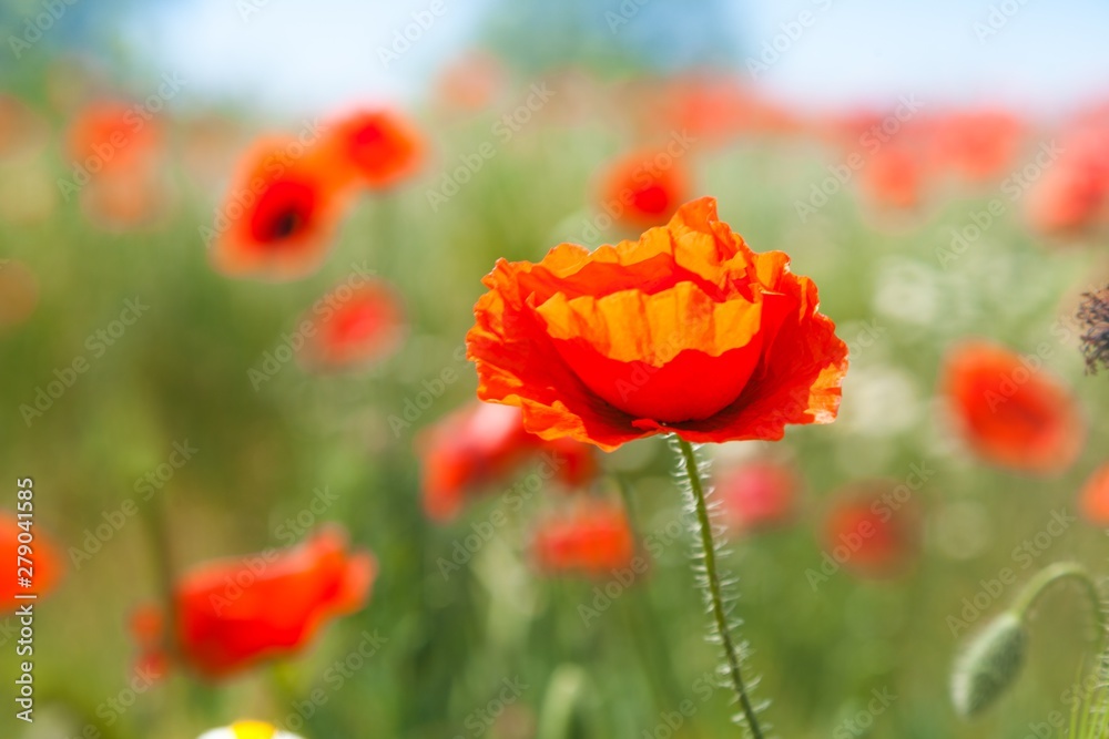 Obraz premium Red poppy flowers in a field