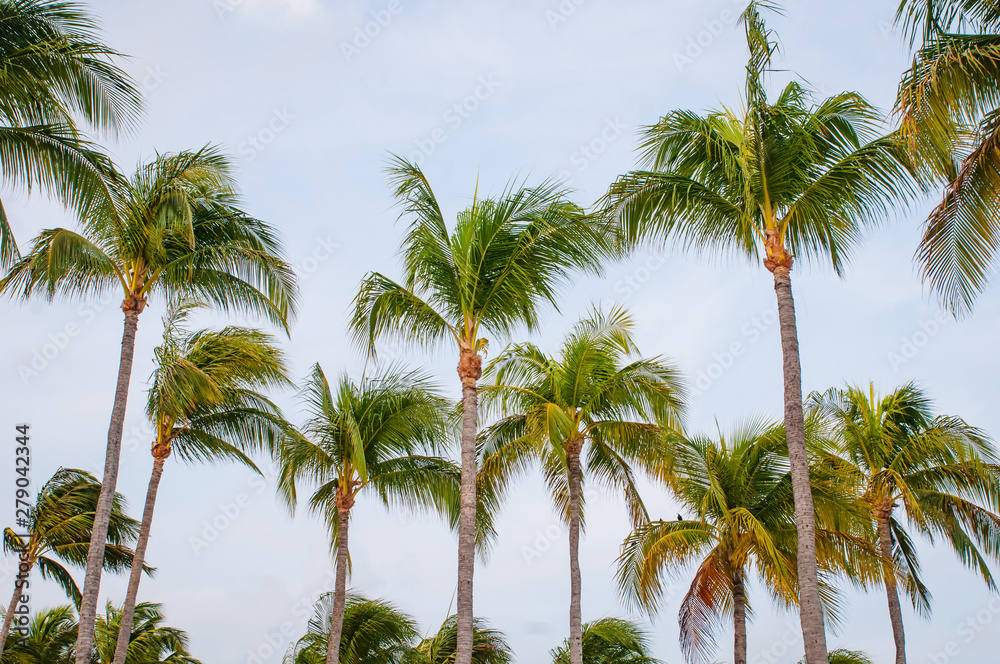 Fototapeta premium palm trees on background of blue sky