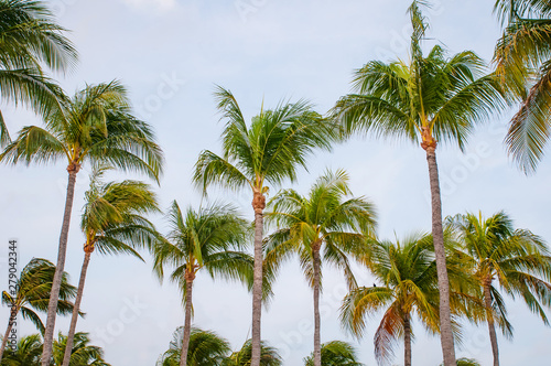 palm trees on background of blue sky