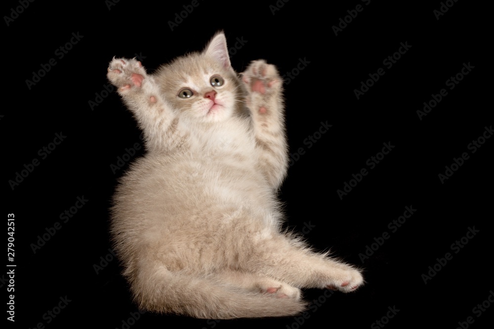 Kitten Kitten