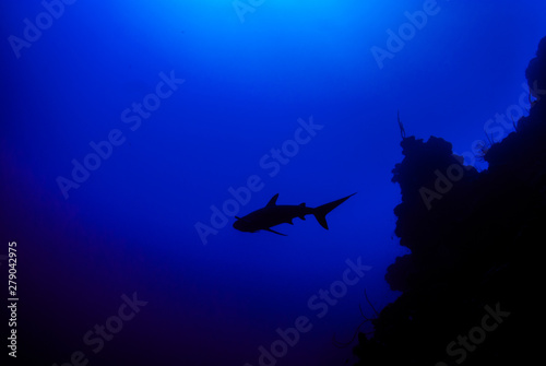 Fototapeta Naklejka Na Ścianę i Meble -  This apex predator is a reef shark shot in the wild in its natural habitat. The impressive creature lives in the warm tropical waters of the Cayman Islands. 