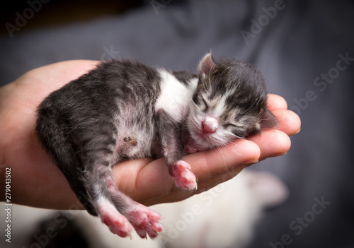 Tabby newborn kitten sleeping in woman hands