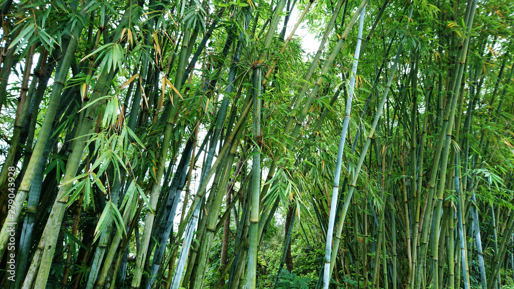 Obraz premium Bamboo forest landscape