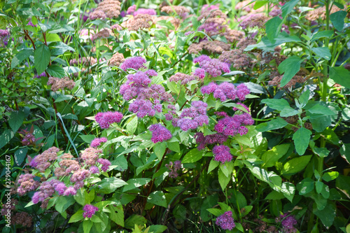 Purple flowering shrubs. summer flowers
