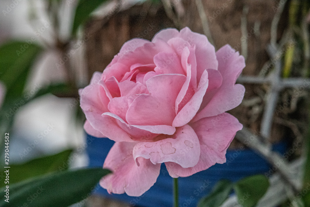pink rose in the garden pink rose in the garden