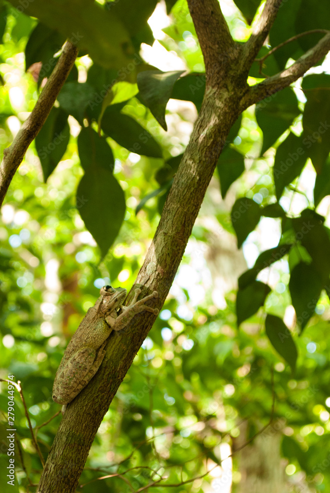 Fototapeta premium A tropical frog resting in a tree on the Mastic Trail in Grand Cayman. The creature is at home in the warm Caribbean climate