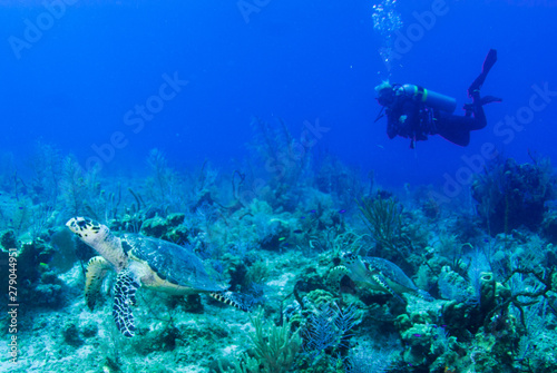 A scuba diver is swimming along a tropical reef and finds two hawksbill turtles