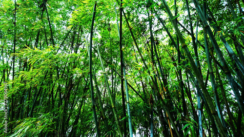 Bamboo forest landscape