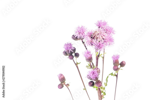 Thistle Flowers - Cirsium canadensis