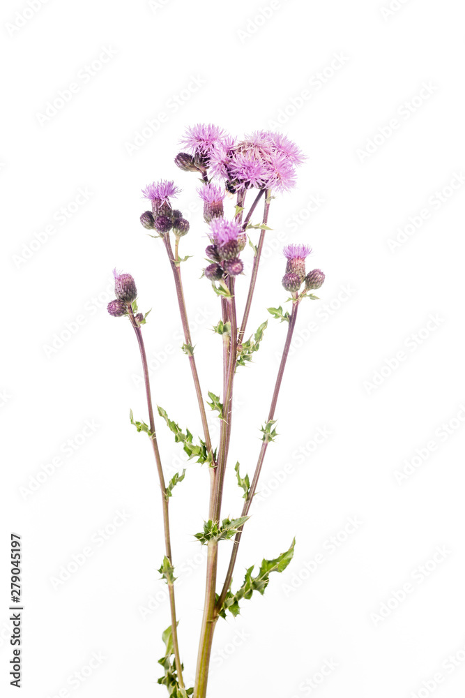 Obraz premium Piękno ostu