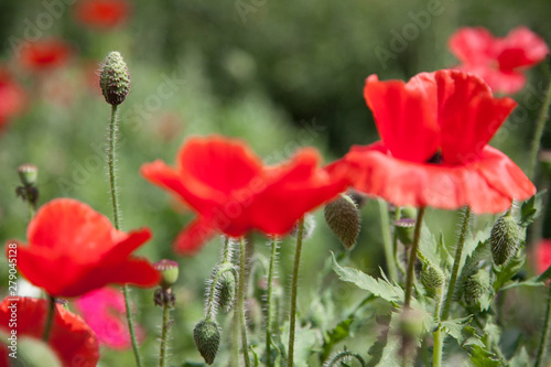 Red poppy