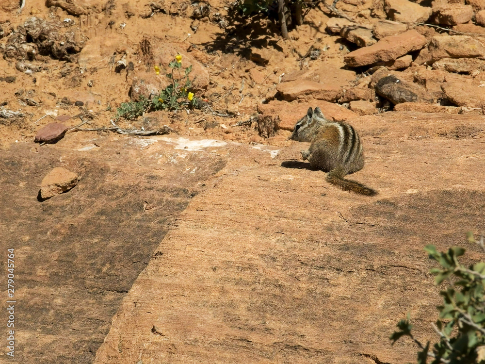 chipmunk on a rock at zion np, utah chipmunk on a rock at zion np, utah