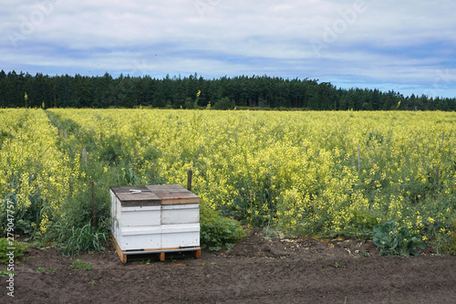 Commercial beehive at the edge of a flowering field