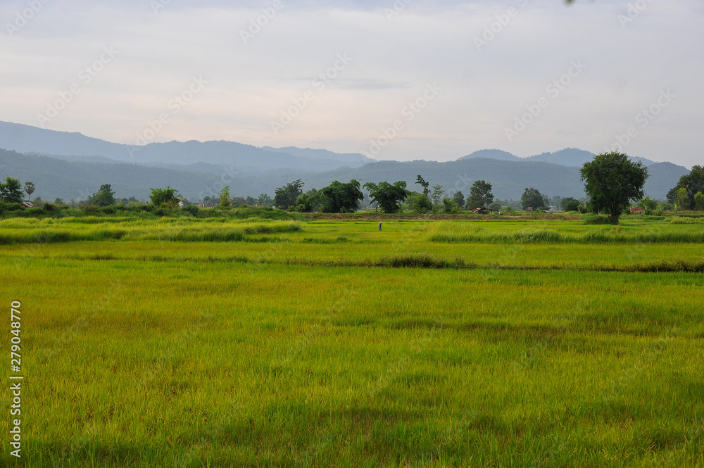 green rice seedlings in a paddy field, the sun setting over a mountain range in the background, rural scene in North Thailand. green rice seedlings in a paddy field, the sun setting over a mountain range in the background, rural scene in North Thailand.