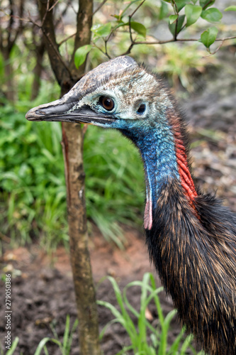 this is a side view of a  young cassowary © susan flashman
