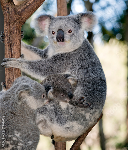 mother koala with two joeys