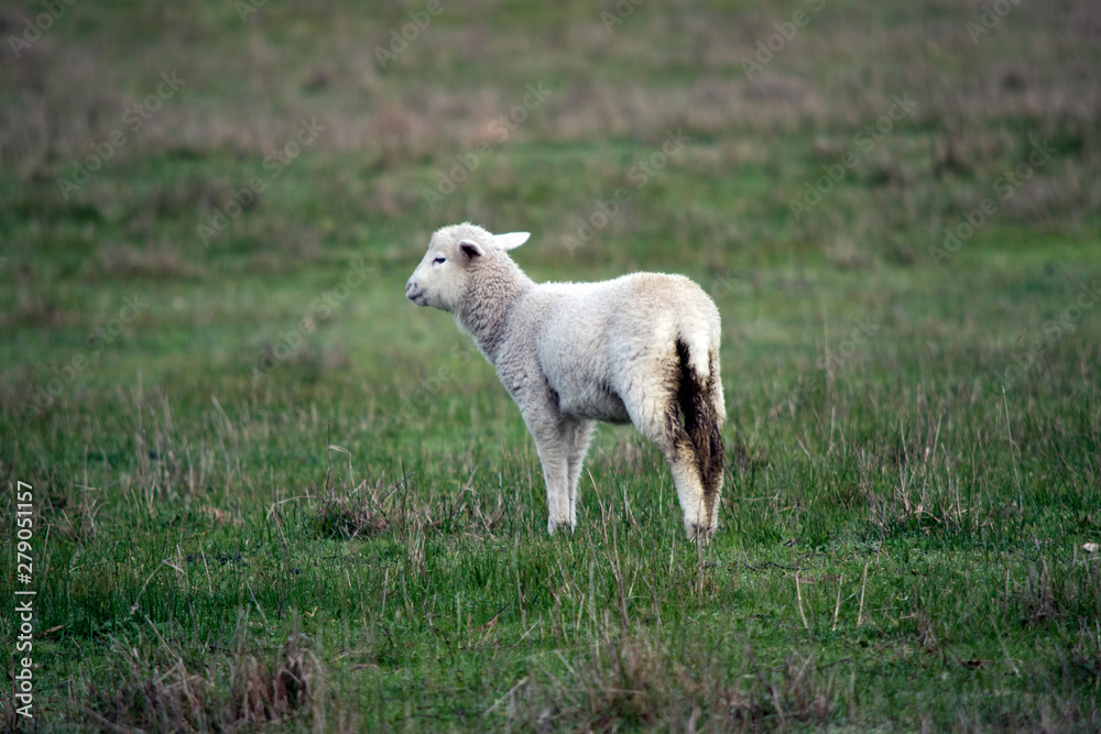 Fototapeta premium the lamb is in the wet grass