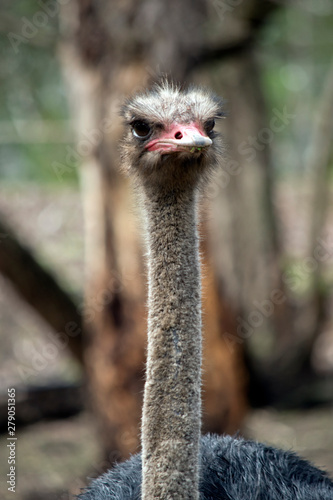 this is a close up of an ostrich is native to Africa