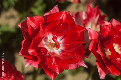 flower in a garden
