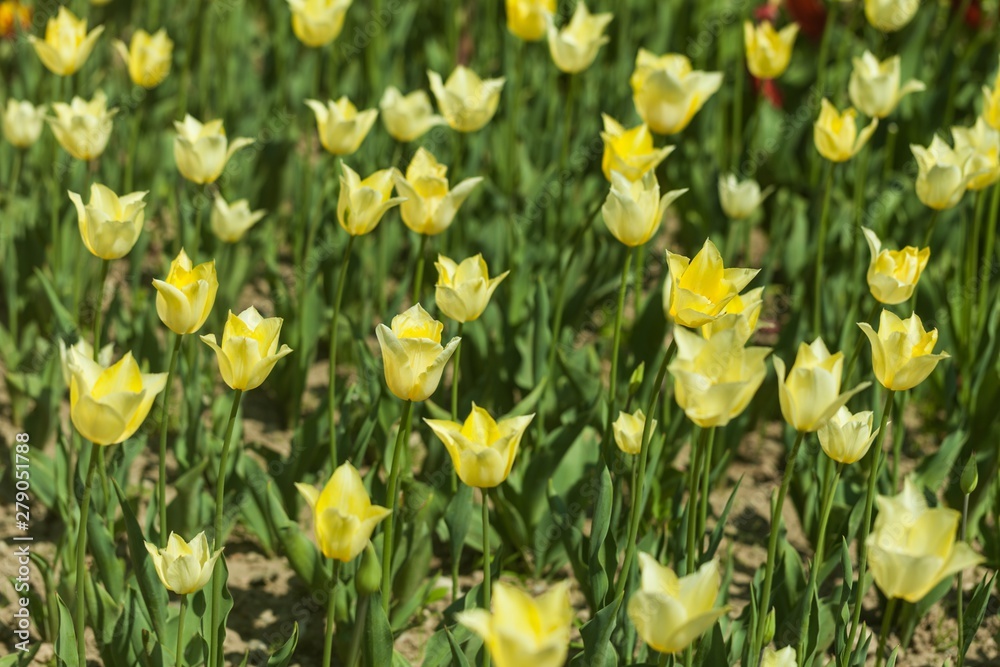 Obraz premium tulips garden
