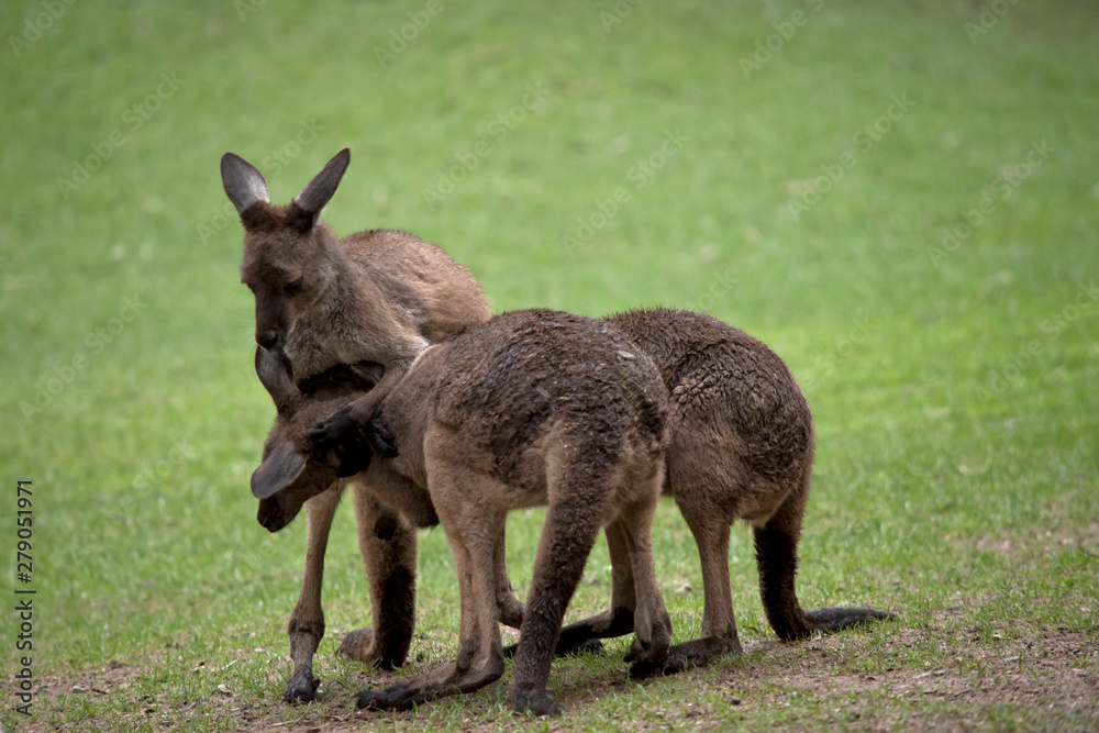 three western grey male kangaroos fighting three western grey male kangaroos fighting