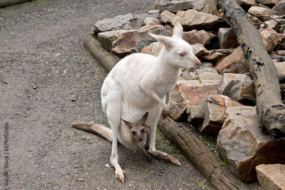an albino female kangaroo with a brown joey
