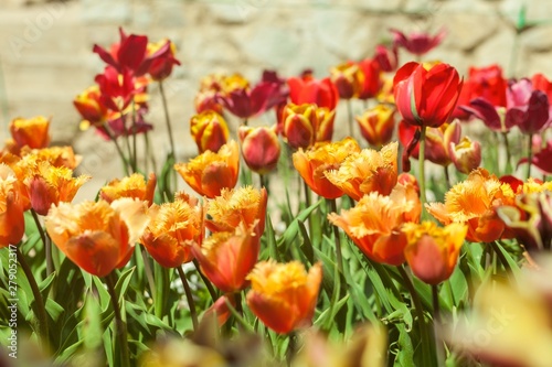 tulips garden