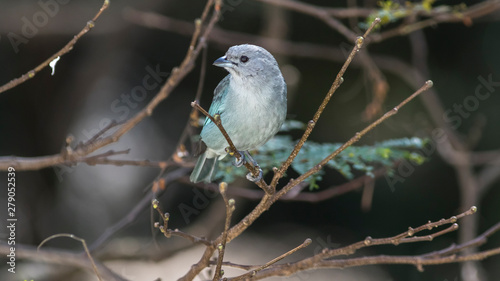 aves  no tronco ninho