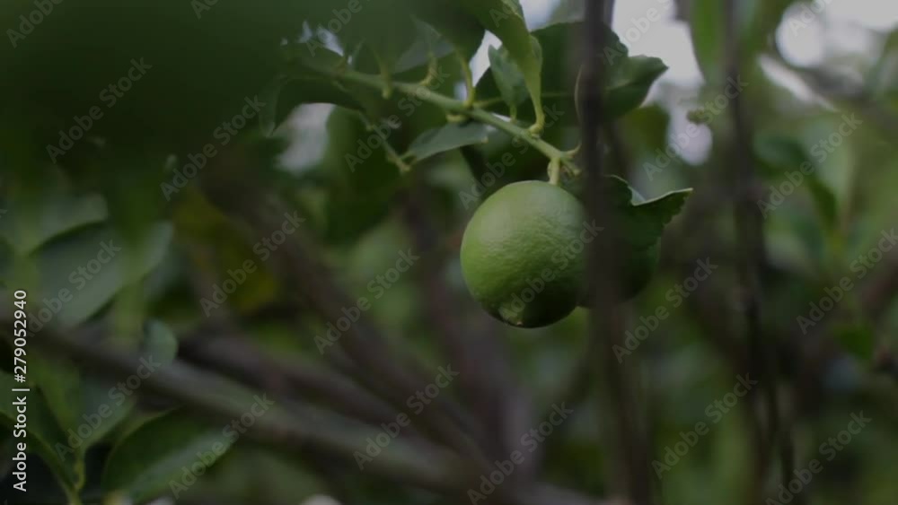 Limon en rama verde cosecha