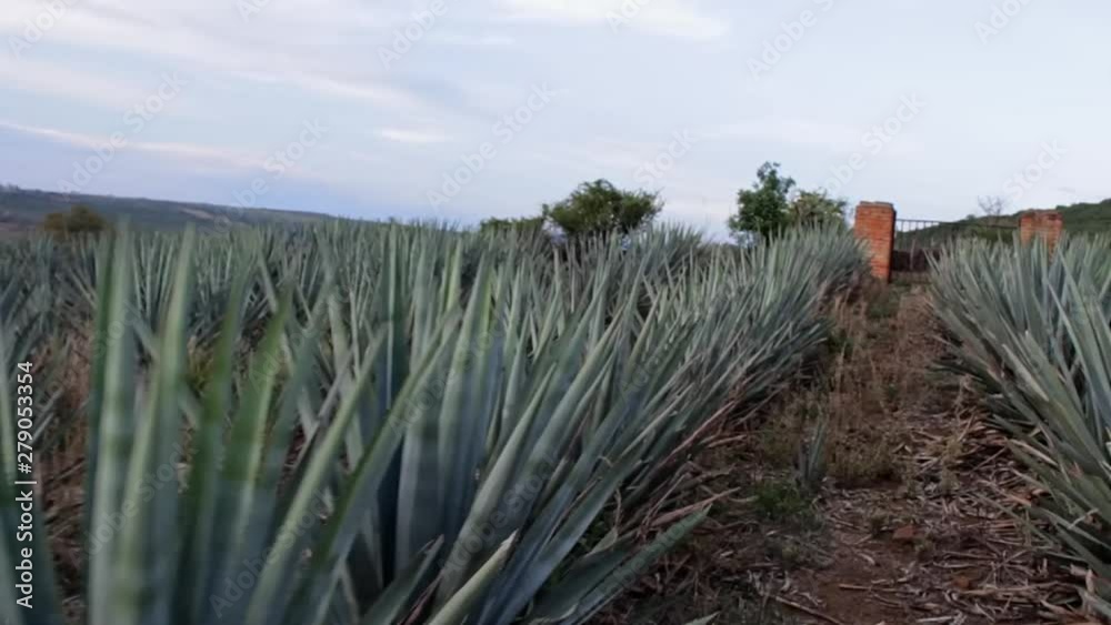 Agave Tequila Mexico Green Field Day Agave Tequila Mexico Green Field Day